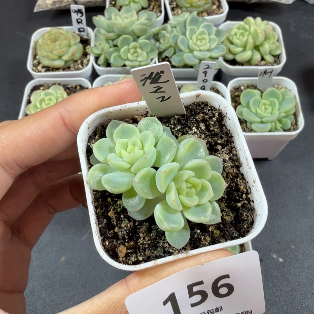 坚***r泼天2双头一物一拍156