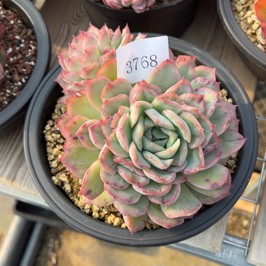 六*半3768多肉多多多多多