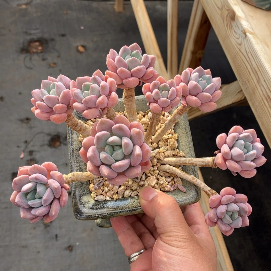 白鹭老桩 一物一拍不支持退换