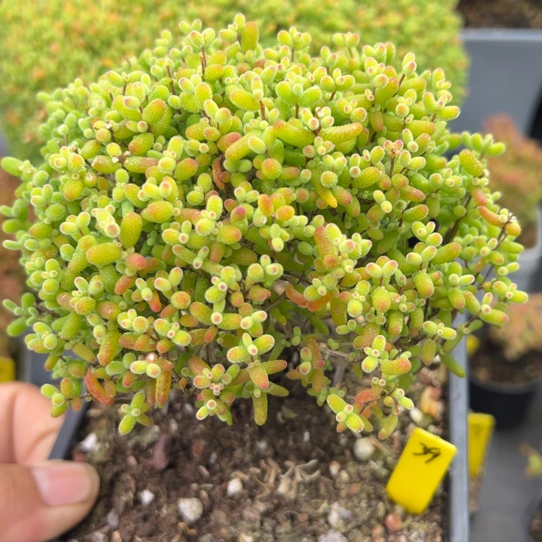 金桔糖球39号11.5cm盆一物一拍