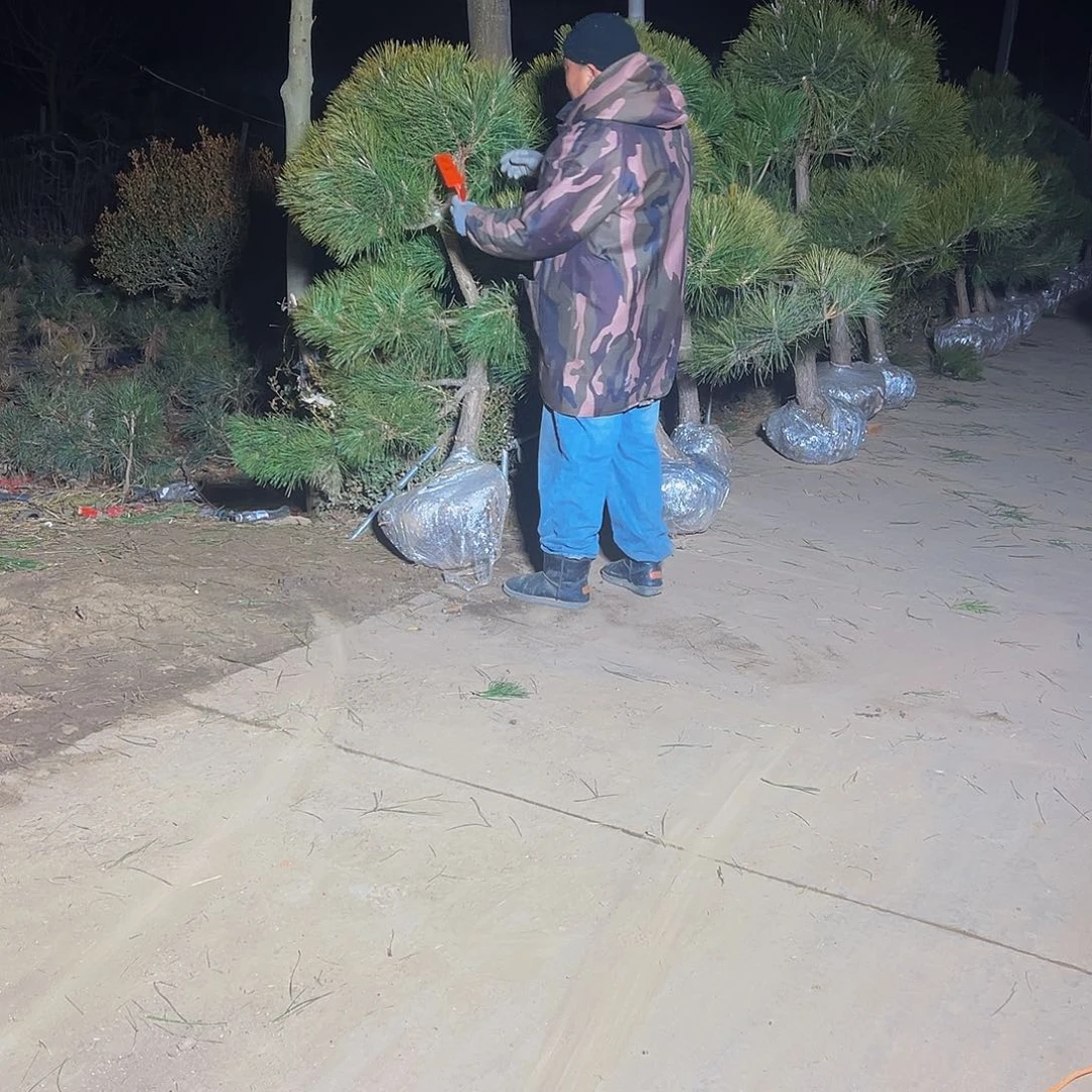 木*杨88888888888888888