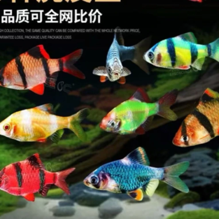 【发顺丰】四间虎皮鱼小型鱼耐养活适合新手观赏鱼小型活体发货