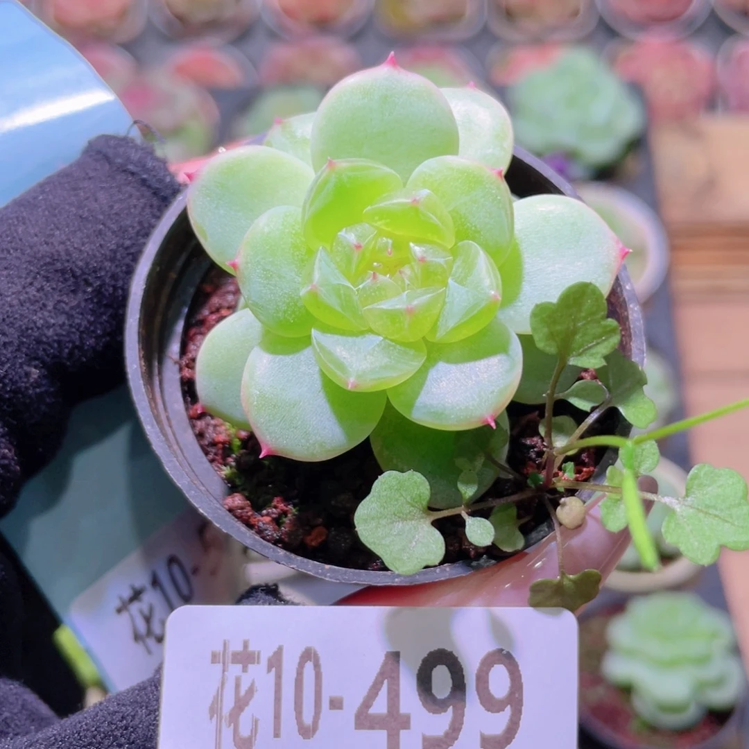 花利美10-499新品珍妮