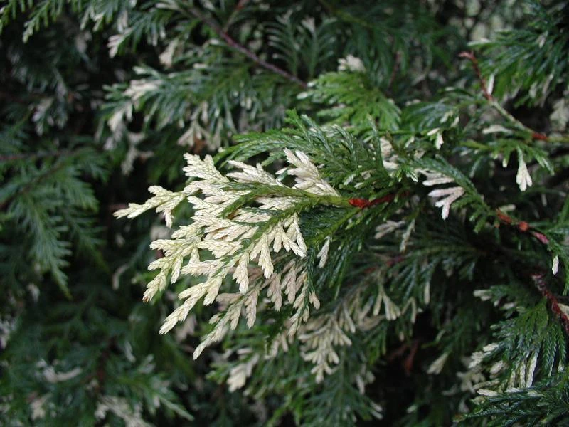 【银尘-杂交白化】金银色 耐热耐寒 飘枝好养庭院家庭绿植园艺