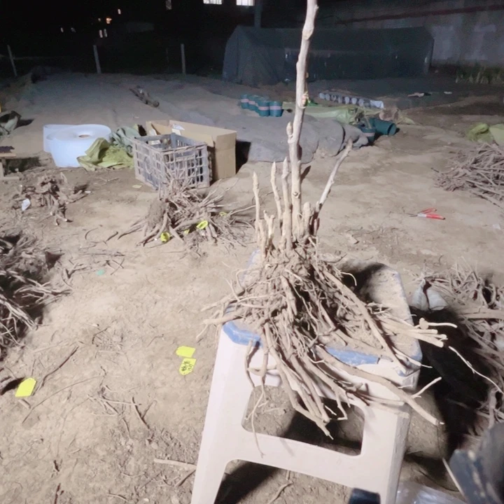 当前无花栽培后可以开花珊瑚台