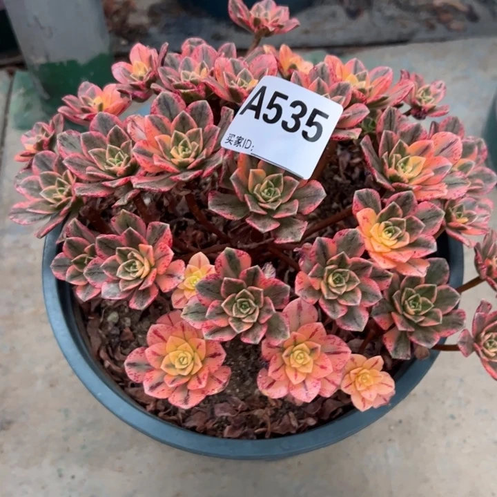 535甜茶18厘米左右