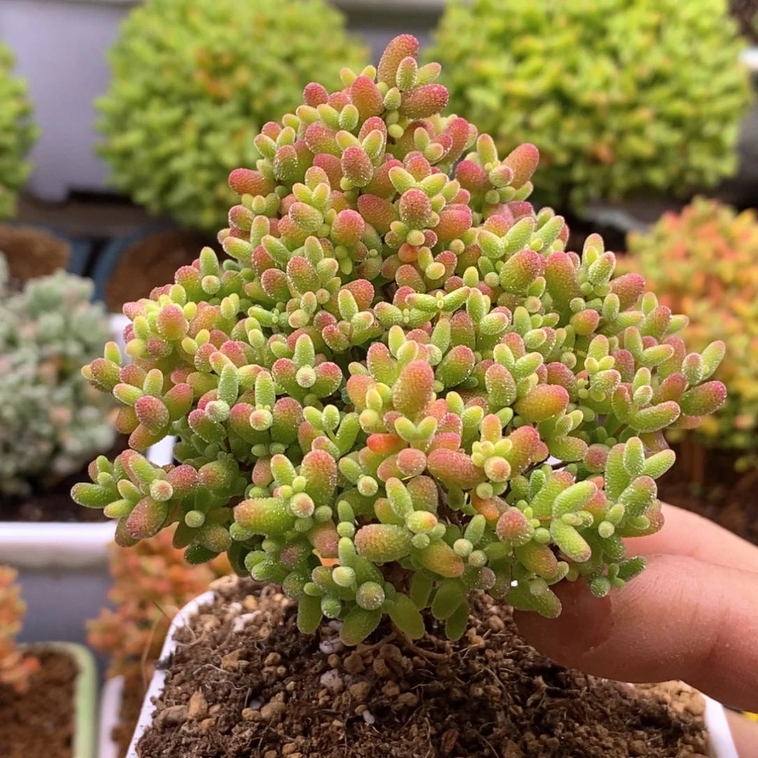 95圣诞树蜜橘。   0。