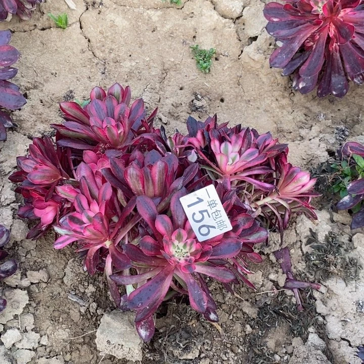 156铜壶白3颗绣球西2