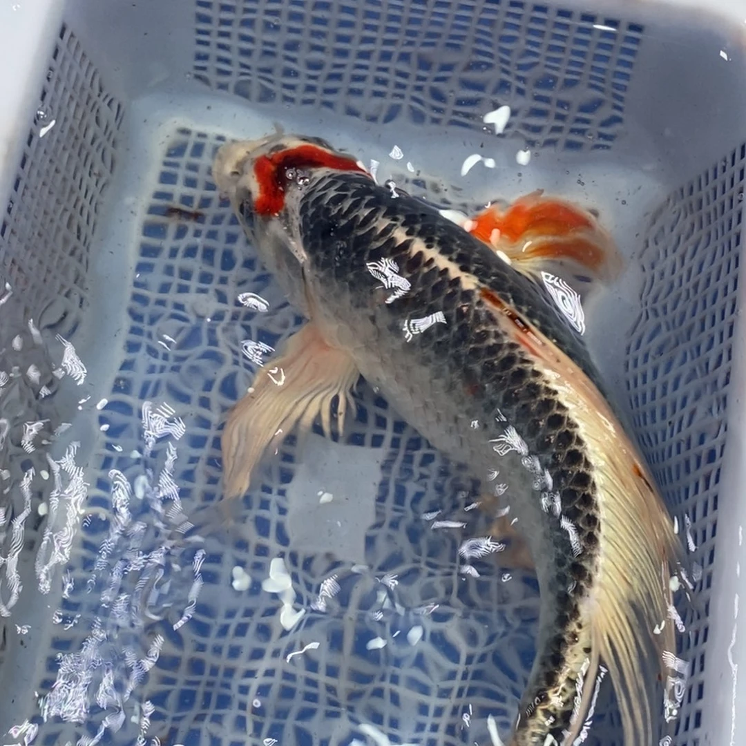 锦鲤冷水锦鲤包邮