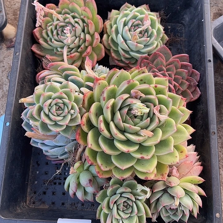 直播福利一物一拍89