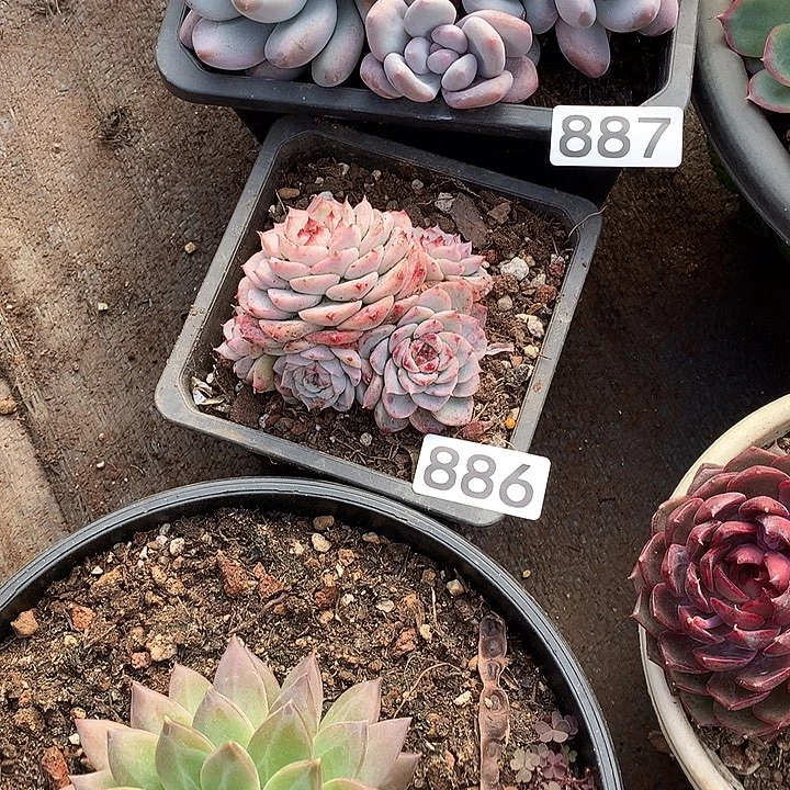 886 一物一拍多肉