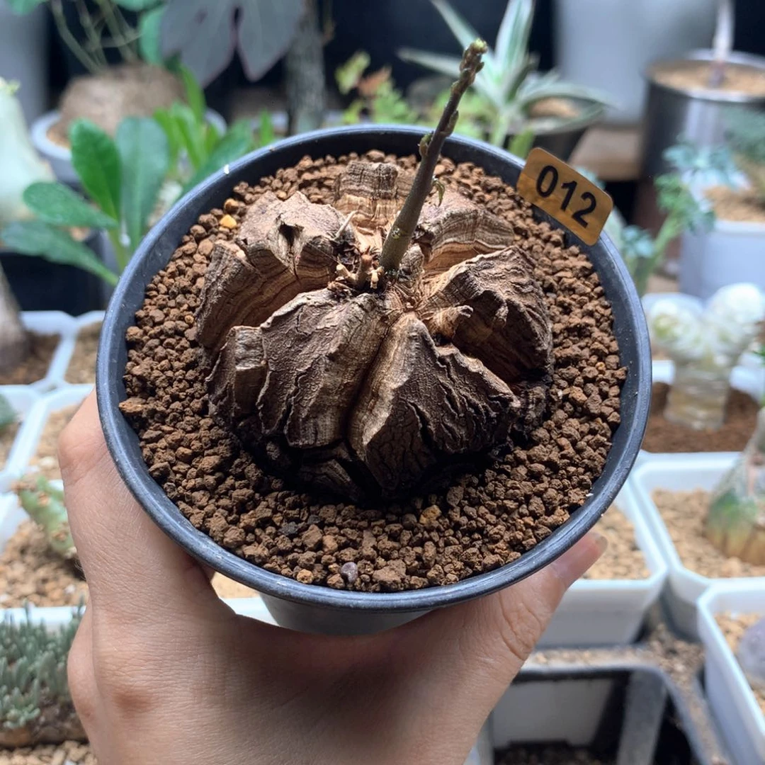 福利南非龟甲龙带盆5.9cm