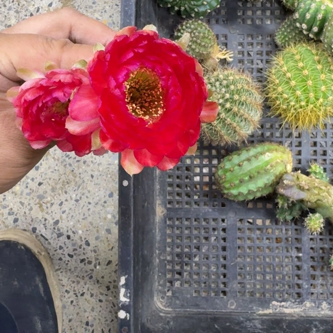 317丽花世界小姐歪无根侧牙3公分左右，20包邮