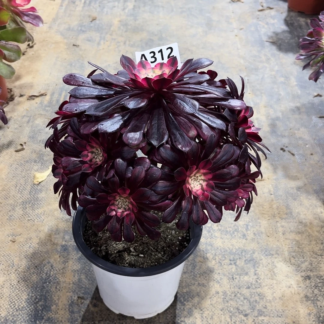 多肉植物黑铜白312多肉