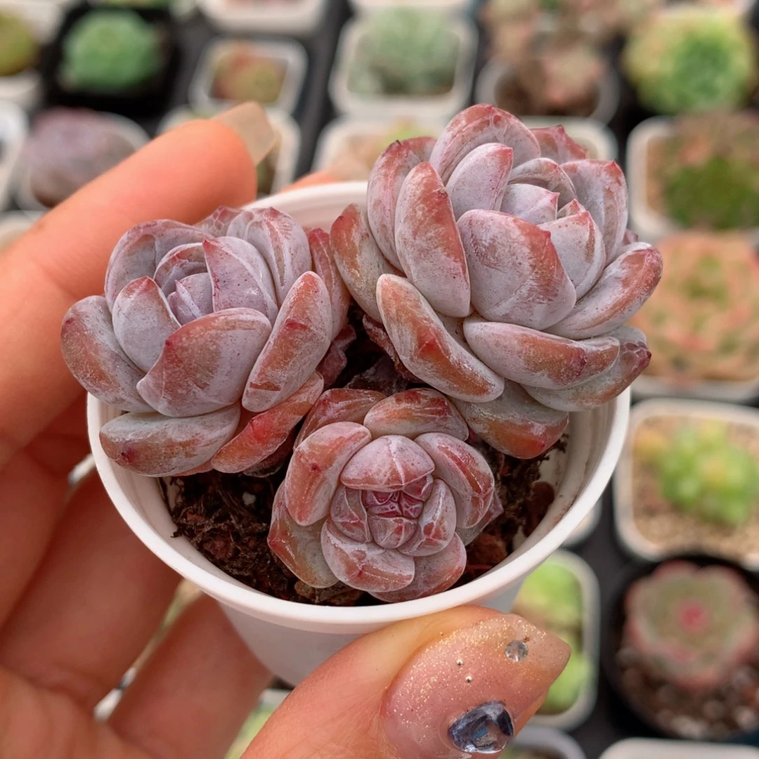 58包邮  群生不包整星影28