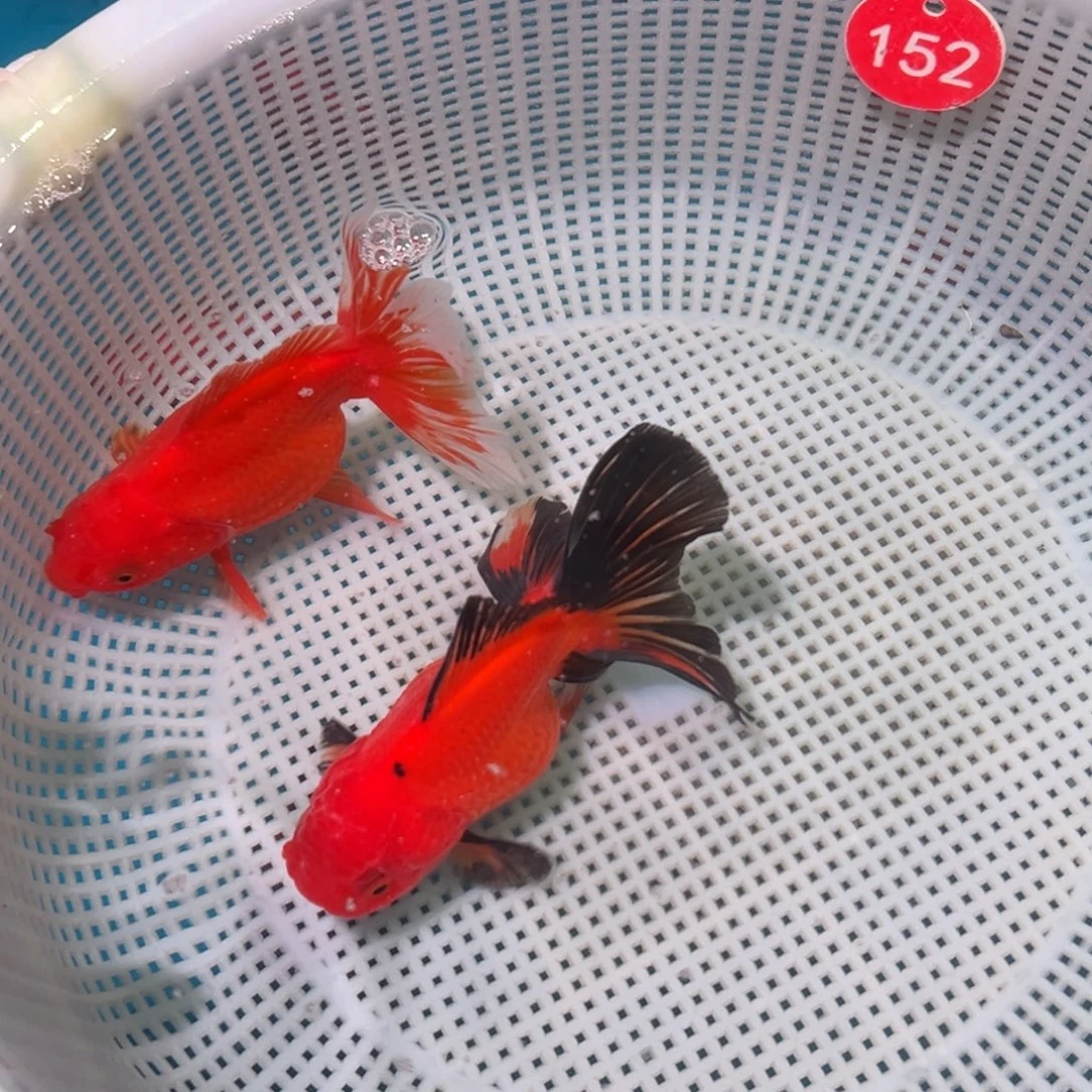 金鱼冷水观赏鱼混搭