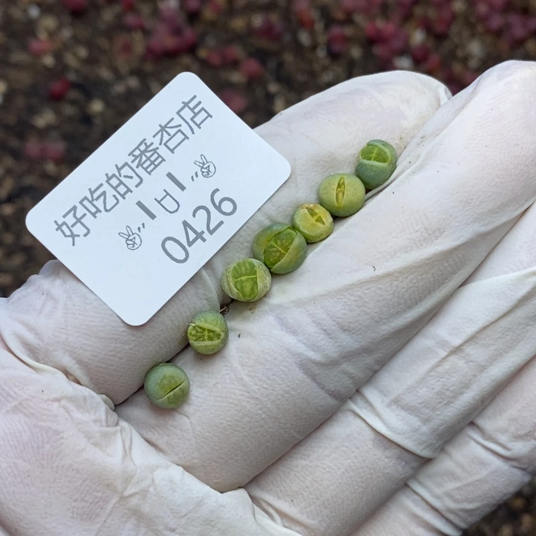 0426。零下拍保温。很小！！绿菊