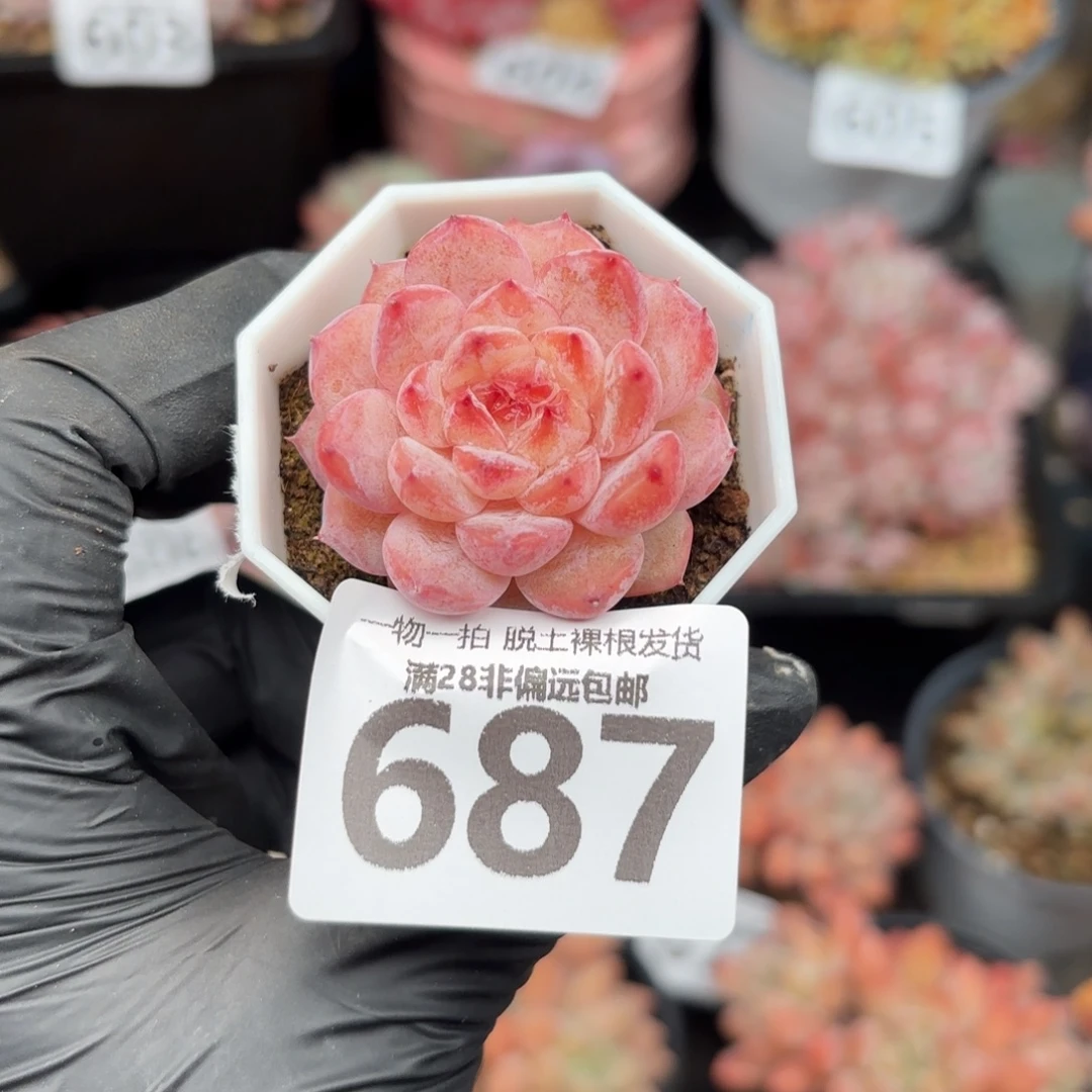 紫霜单头无盆土发货