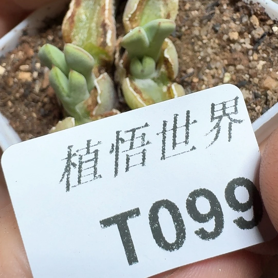 099盒多肉植物哇cv