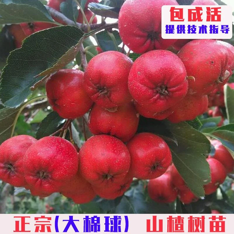 嫁接大棉球山楂树活苗特大山楂树果苗南北方庭院盆栽地栽当年结果
