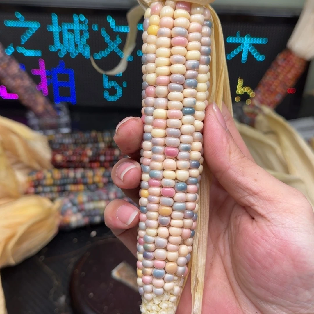 柏香籽/百香籽吊坠暖***子