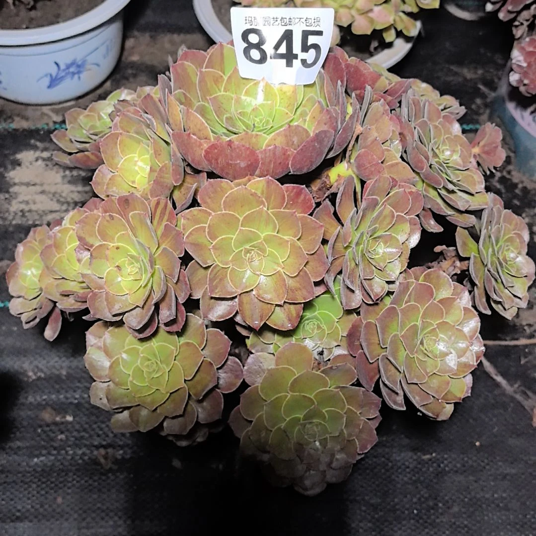 845花月夜花花2-4