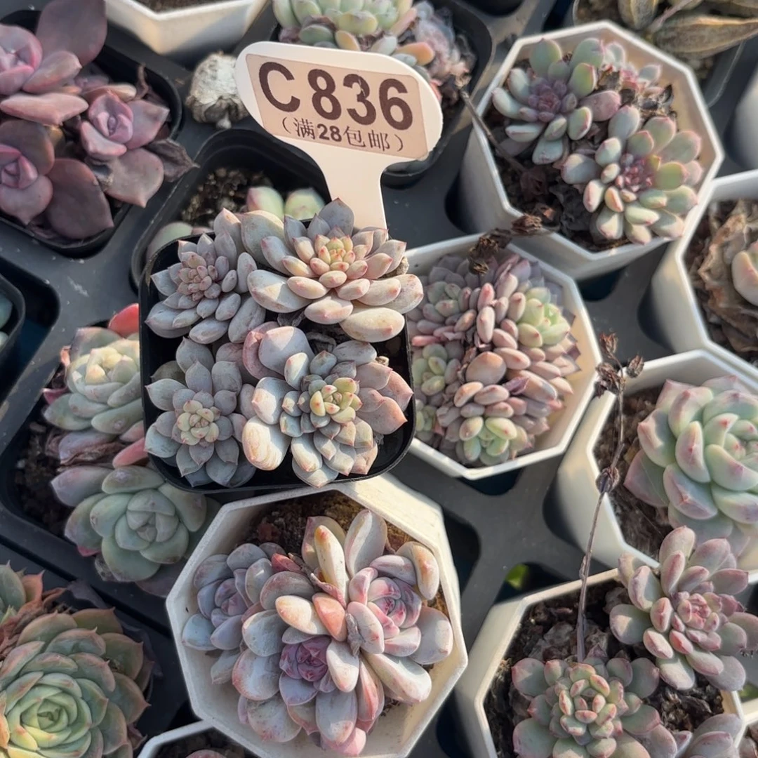 C836两颗一物一拍