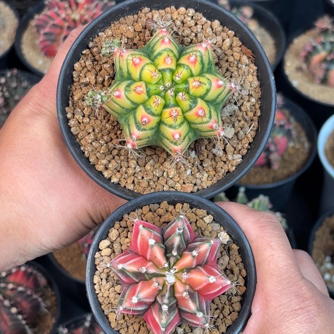 泰系米哈仙人球组合218