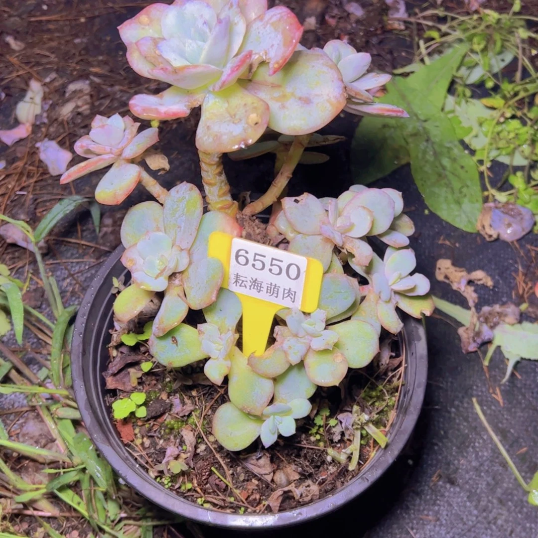 小***姨白凤6550多肉植物很丑