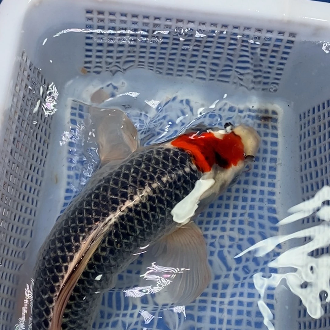 锦鲤冷水锦鲤包邮
