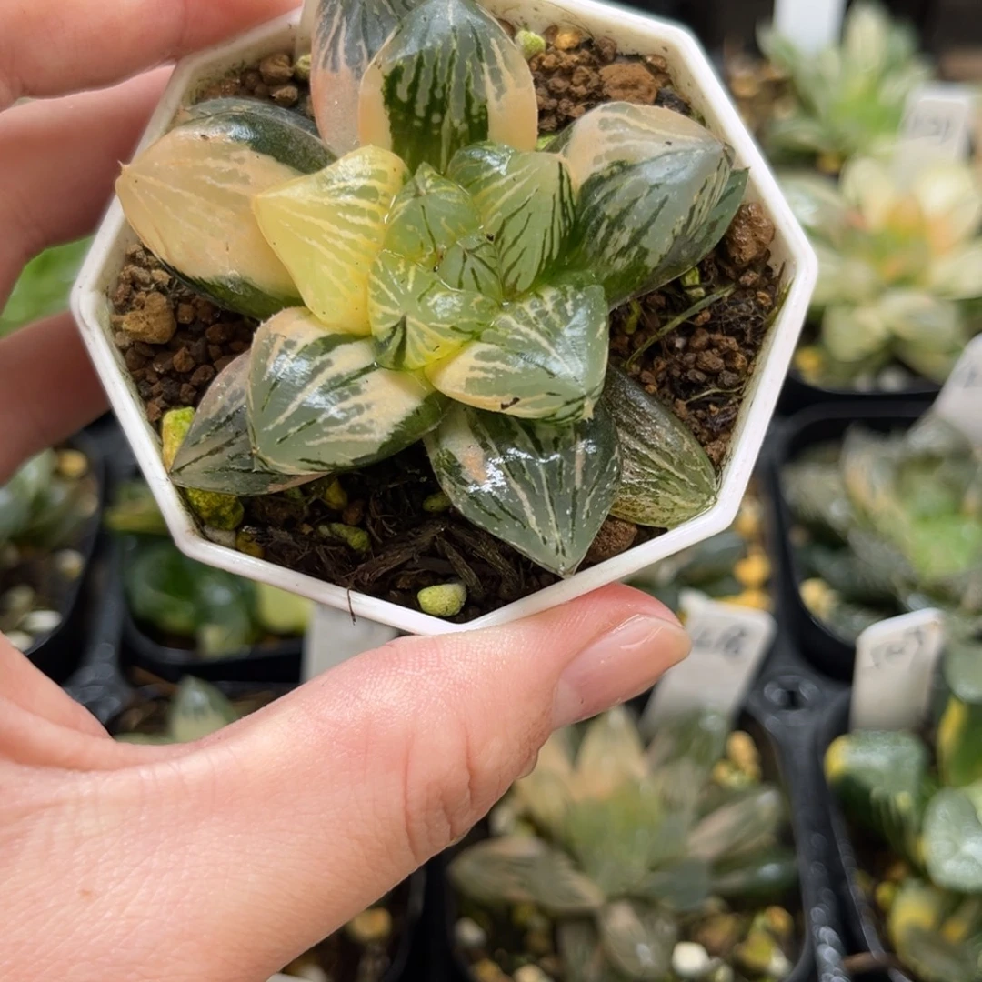 521玉谭玉露锦一物一拍