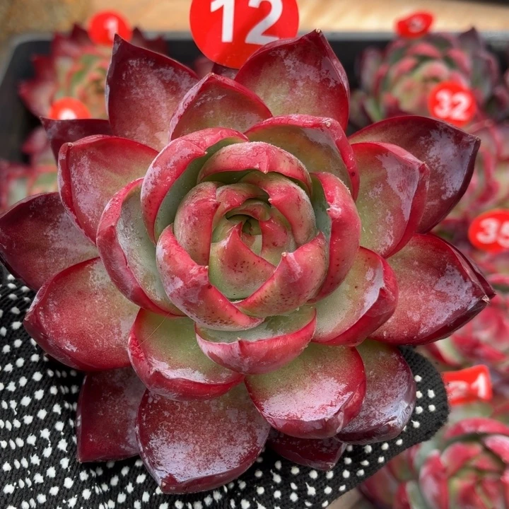 多肉植物 惊鸿仙子-4