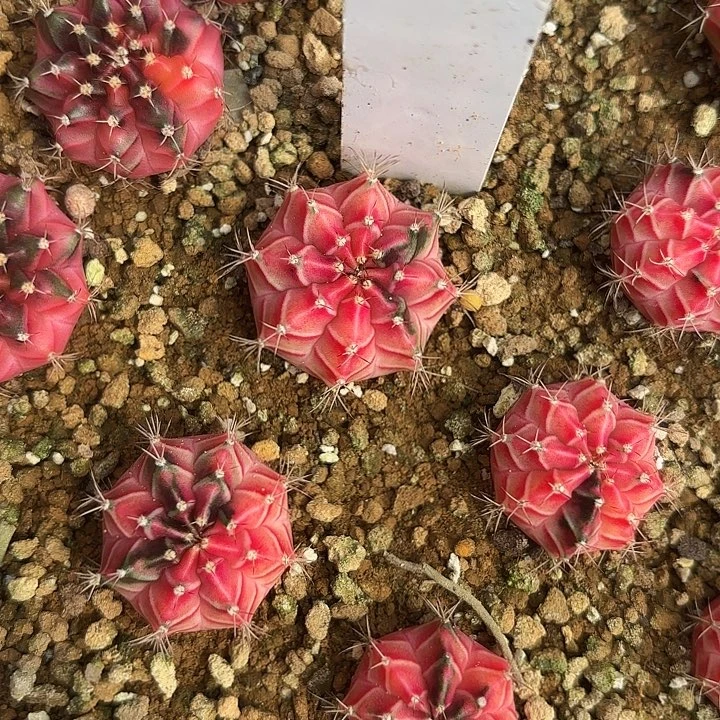 64-0603泰国发货多肉