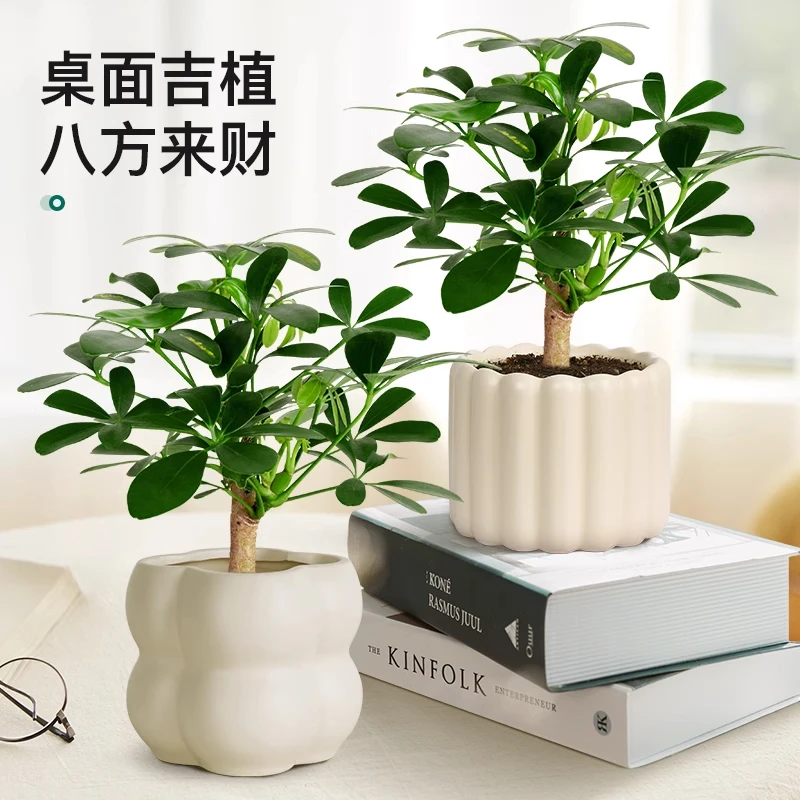 鸭脚木盆栽八方来财植物办公桌面招财美观小盆景四季绿植净化空气