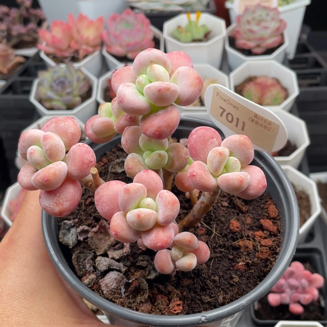 樱花洛神7011-10厘米
