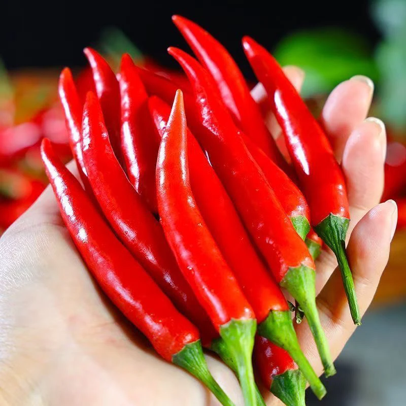 高山种植新鲜采摘特辣爆辣小米椒餐饮调味优质剁椒泡椒现摘现发