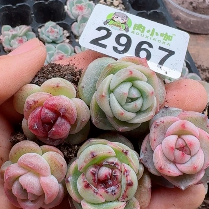 多肉植物多肉植物