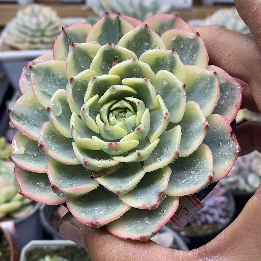 0559 娜娜小勾覆轮锦 需延时发货