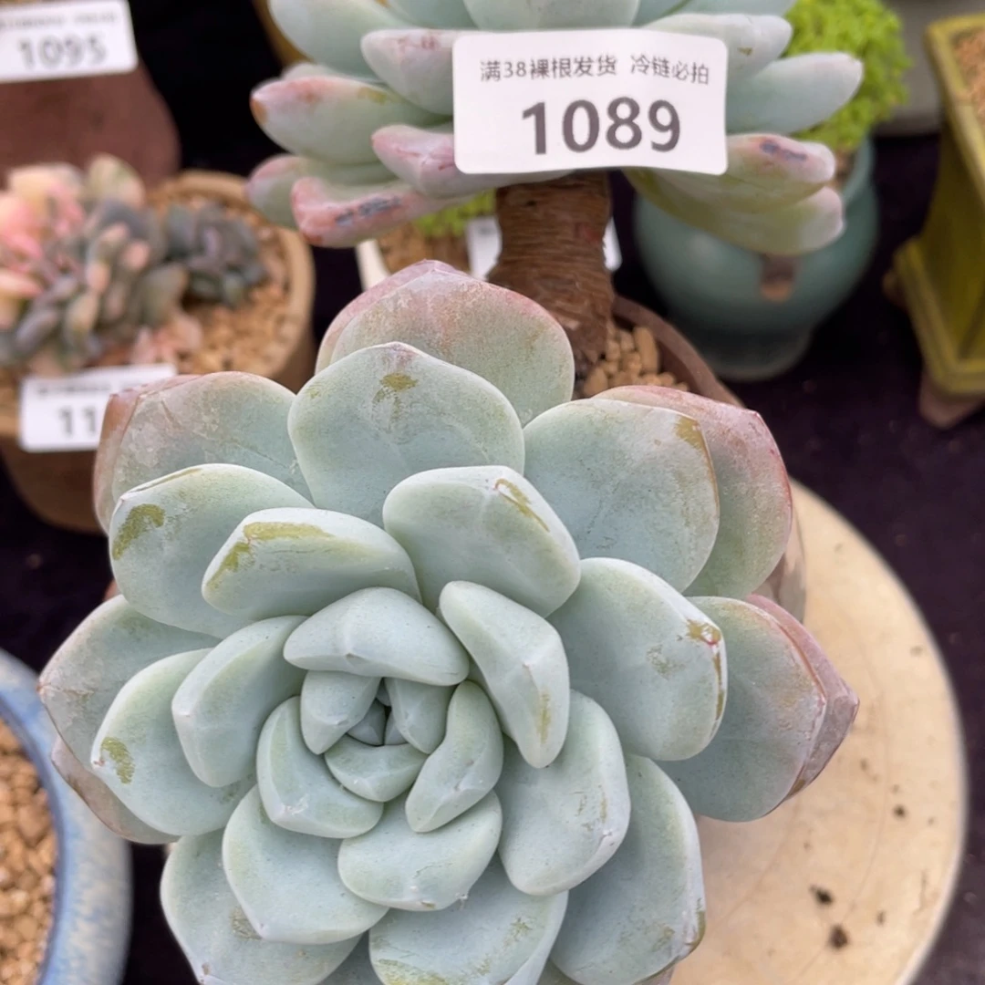 不***°1089冰玉双头多肉植物一物一拍