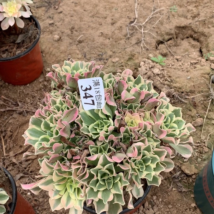 347白凤绣球2号棚