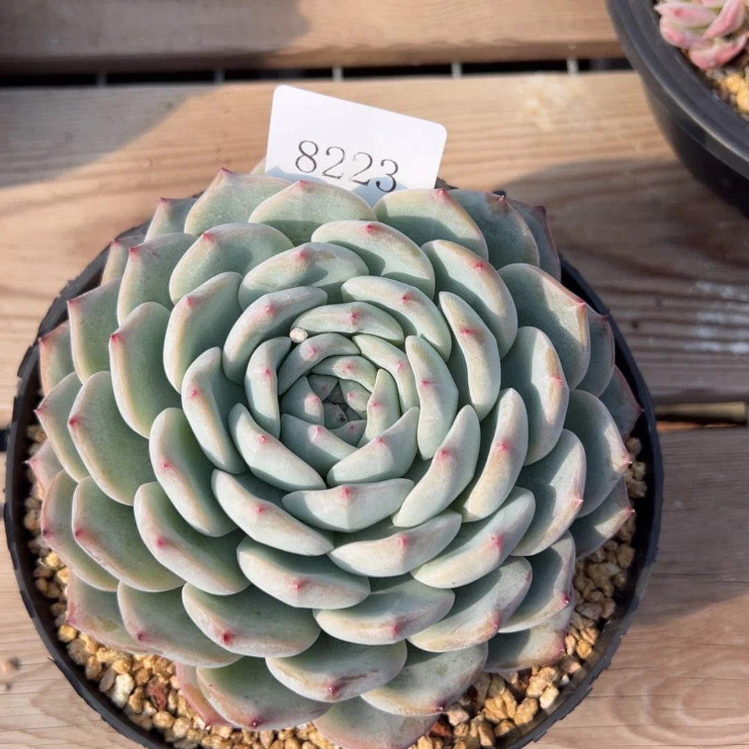 春***香8223多肉肉多多多肉多