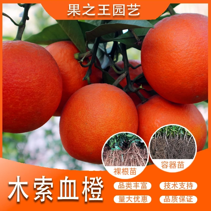 果之王【木索血橙】盆栽地栽正宗嫁接产量高晚熟南北耐寒血橙苗