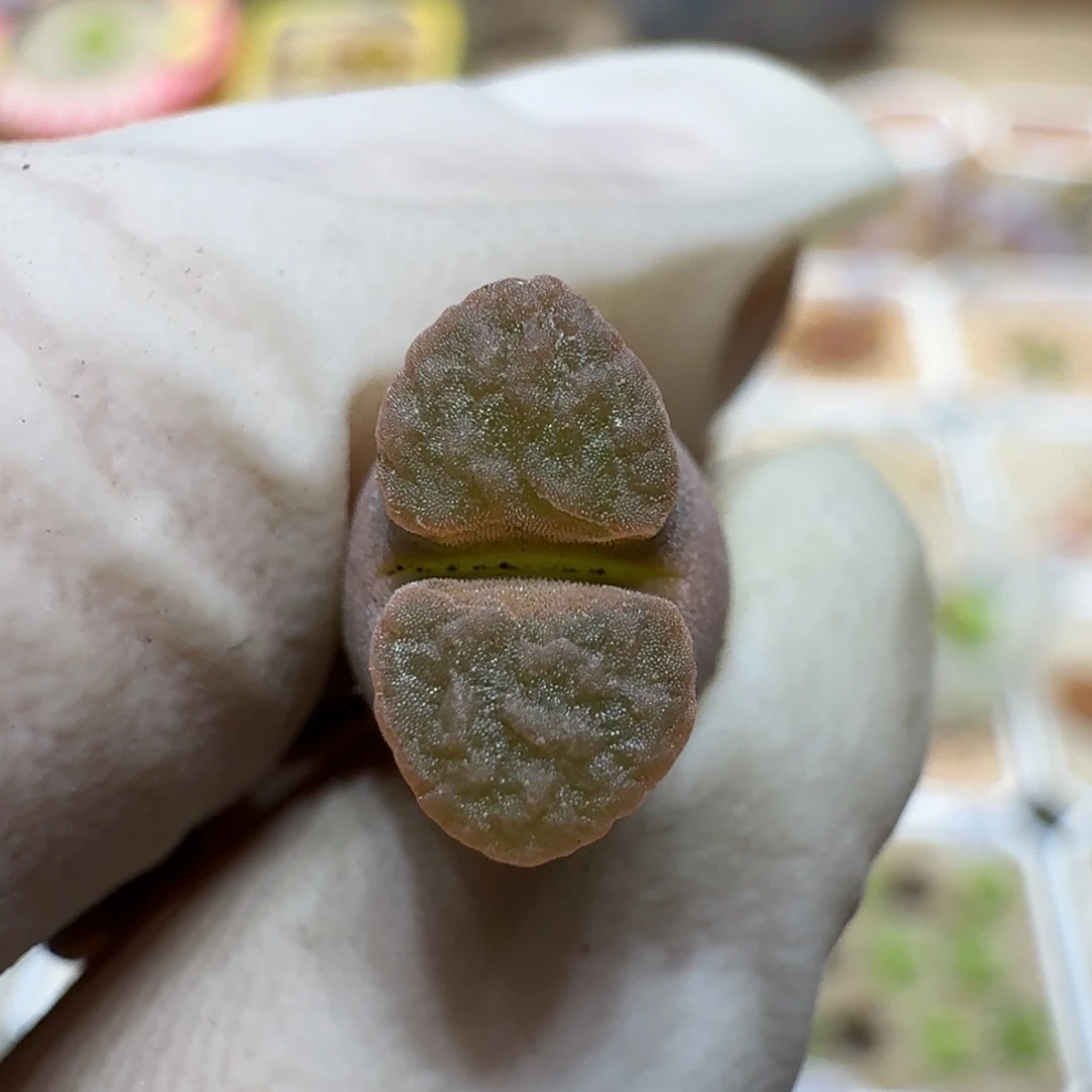 白**语0528-38磁铁班克