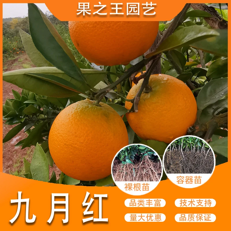 果之王【九月红】树苗盆栽 橘子树苗 基地直发 当年结果树苗