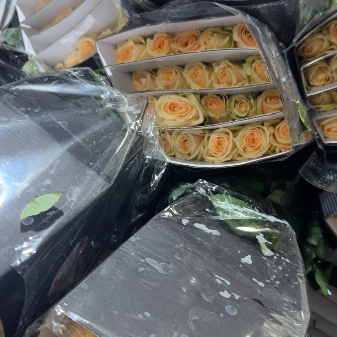 香槟2扎包邮秒杀价