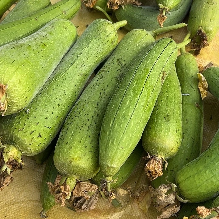 云南农家生态丝瓜3斤