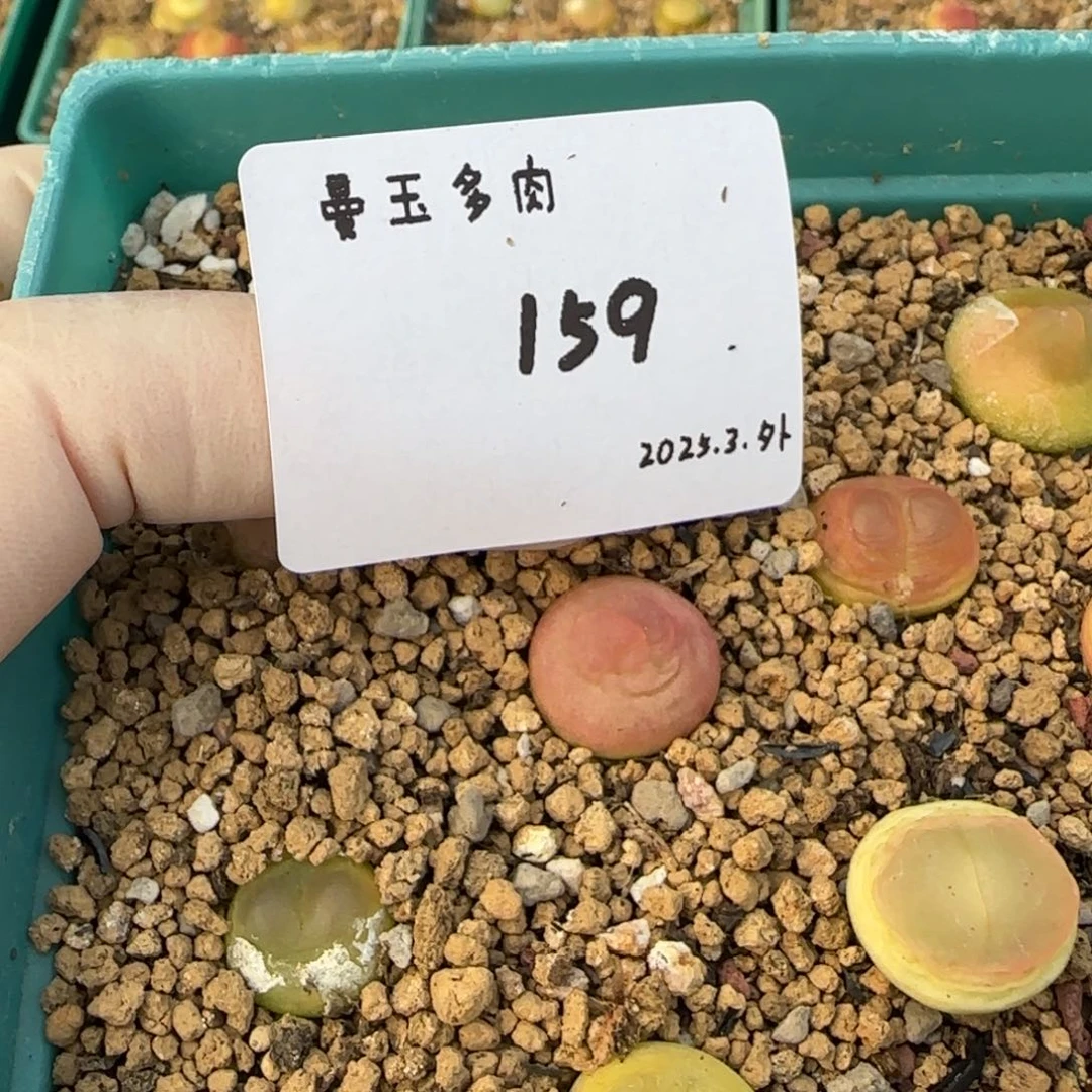 富****?多肉多肉多肉159