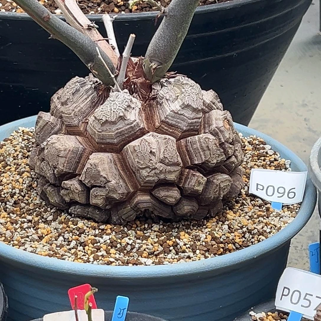 多肉植物专拍 一物一拍 南非龟甲龙096