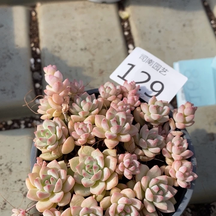 紫***信129 多肉植物盆栽植物