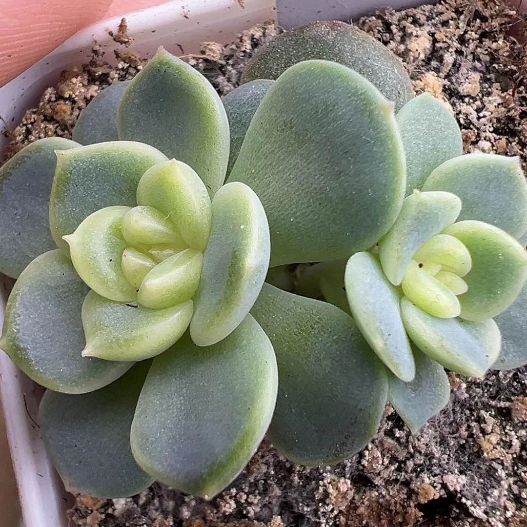 双头T4甜心一物一拍